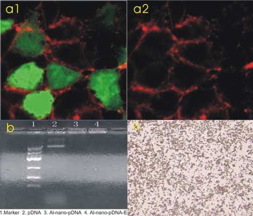 Figure 1 a1) A strong positive reaction with tissue-type plasminogen activator (tPa) antibody was present in Chinese hamster ovary cells transfected with tPa plasmid (immunofluorescence 400×). a2) A negative reaction with tPa antibody in the control group (immunofluorescence 400×). b) The results of gel electrophoresis. c) Microbubbles under 400× microscope.