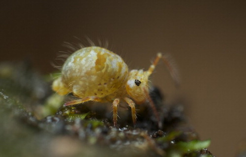 Figure 1 Colour photograph of 1Novakatianna cunnaxy. © A. Murray.