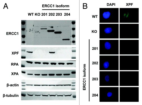 Figure 3. ERCC1–202 is required for XPF expression. (A) Immunoblot analysis of ERCC1, XPF, RPA, and XPA in wild-type A549 (WT), A549 knocked-down for ERCC1 (KO), and A549 expressing individually each of the 4 ERCC1 isoforms (201, 202, 203, and 204). β-actin and β-tubulin were used as loading controls. (B) Immunofluorescence staining of wt-A549 (WT), A549 knocked-down for ERCC1 (KO), and A549 expressing individually each of the 4 ERCC1 isoforms (201, 202, 203, and 204) for XPF (FL297 antibody, red), as in Figure 1B. Nuclear DNA was counterstained with DAPI (blue). Scale bar, 10 µm.
