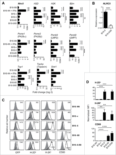 Figure 1. Stable expression of NLRC5 induces MHC-I and a subset of antigen processing pathway genes in B16-F10 melanoma cells. B16-F10 melanoma cells (B16-Wt) were transfected with expression constructs of human NLRC5 (EBSB-PL-EGFP-NLRC5) and mouse CD80 (pcDNA3.0-CD80), either alone or together. Transfected cells were selected with blasticidin, G418 or both to generate the stable lines B16-5, B16-80 and B16-5/80 expressing NLRC5, CD80 or both, respectively. Control cells were transfected with both vectors (B16-v) and selected by antibiotics. (A) B16-derived cell lines were evaluated by qPCR for the expression of endogenous Nlrc5 and genes coding for MHC-I (H-2D, H-2K), β2 micoglobulin, and the antigen-processing machinery: proteasome components LMP2 and LMP7, proteasome activators PA28α and PA28β, transporter associated with antigen processing Tap1, and the Tap1-associated protein tapasin. B16-Wt cells treated with 500 pg/mL of IFNγ were used as control, along with the induction of the Stat1 gene. Gene expression was normalized to the housekeeping gene Rplp0 (36B4) and then compared to B16-Wt cells to measure fold change. Mean ± SEM from three experiments are shown. Statistical comparison of the indicated groups was done by Mann–Whitney test: ****p < 0.0001. (B) Relative expression of human NLRC5 transgene in B16-5 and B16-5/80 cells. (C) Cell surface expression of MHC class-I (H-2Db) and CD80 were measured in parental and B16-derived stable cell lines by ﬂow cytometry. Expression level in B16-Wt cells (dark gray histograms) was overlapped with that of transfected cells (white histograms). GFP fluorescence served as marker for the NLRC5 expression construct. (D) Mean ﬂuorescence intensity (MFI) values of H-2D, H-2K and CD80 expression in B16-derived cell lines. Data shown are mean + SEM from five experiments, normalized to the expression level in B16-Wt cells. Mann–Whitney test: **p < 0.01, ***p < 0.001, ****p < 0.0001.