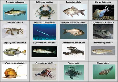 Figure 3. “Top invasive” (i.e. very high risk) species identified for the eastern Mediterranean region