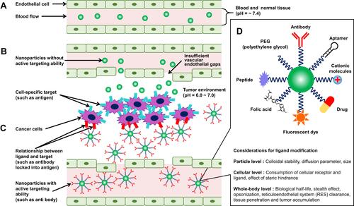 Figure 5 Active and passive targeting of nanoparticles to the cancer cells.