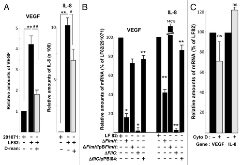 Figure 6. Type 1 pili and flagella expressed by AIEC LF82 bacteria enhance production of VEGF and IL-8 independently of cellular invasion. (A) Quantification of VEGF and IL-8 mRNA level by qPCR from LF82 or non-pathogen E. coli (clone 291071) infected T84 cells in the absence or presence of D-mannose (1%). D-mannose treatment partially inhibits LF82-induced VEGF and IL-8 mRNA expression. Data are expressed as the mean of the relative amount of mRNA expressed per 8 × 106 cells ± s.e.m. (n = 3). **p < 0.01 relative to values of LF82-infected vs. 291071-infected T84 cells. ##, p < 0.01 relative to values of LF82-infected T84 cells in presence vs. absence of D-mannose. (B) Quantification of VEGF and IL-8 mRNA level by qPCR of bacteria (MOI = 10)-infected T84 cells showing the effect of LF82, LF82-ΔfimH, LF82-ΔfliC and LF82-ΔfliC/pPBI04 (isogenic ΔfliC mutant complemented for flagella and type 1 pili expression) bacteria. Type 1 pili (ΔfimH) and flagella (ΔfliC) are necessary to mediate LF82-induced increase on VEGF and IL-8 mRNA level. Data are expressed as the mean of the relative amount of mRNA in 8 × 106 cells ± s.e.m. (n = 3). *p < 0.05, **p < 0.01 relative to values of LF82-infected vs. commensal-infected T84 cells. (C) Quantification of VEGF and IL-8 mRNA levels in LF82-infected T84 cells without or with cytochalasin D treatment (2µg/ml). This result indicates that cellular invasion is not necessary to mediate LF-82-induced production of angiogenic factors. Data are expressed as the mean of amount of relative mRNA expressed in 8 × 106 cells ± s.e.m. (n = 3). ns: non statistically significant.