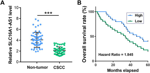 Figure 1 Downregulation of SLC16A1-AS1 predicted poor survival of CSCC patients. (A) The expression of SLC16A1-AS1 in CSCC and paired non-tumor tissues from CSCC patients (n = 60) were determined by RT-qPCR. PCRs were performed in triplicate and mean values were presented and compared. ***p < 0.05. (B) The 60 patients were divided into high and low SLC16A1-AS1 level groups (n = 30, with median expression level of SLC16A1-AS1 in CSCC tissues as cutoff value) and survival curves were plotted.