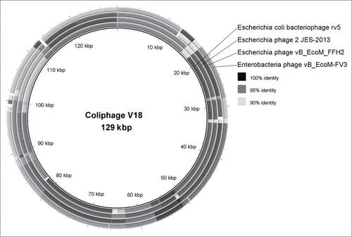 Figure 2. A comparison of the genome of the coliphage V18 with the affine phages of the Myoviridae rv5, 2 JES-2013, vB_EcoM_FFH2 and vB_EcoM-FV3.