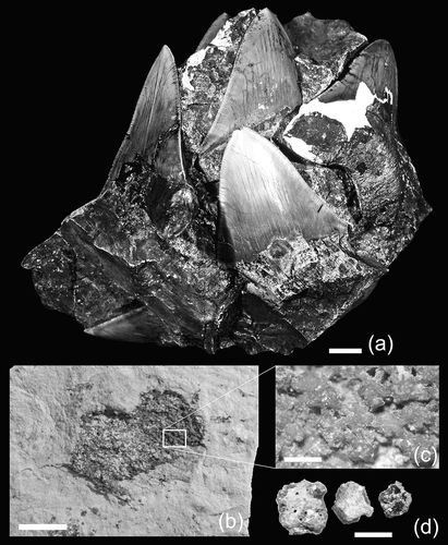 Figure 1. Representative examples of associated teeth and tessellated calcified cartilage fragments from an individual of Otodus megalodon from the upper Miocene of northern Saitama Prefecture, Japan. (a), part of associated tooth set in rock matrix (archival photograph of SMNH: see Uyeno et al. Citation1989, plate 1a); (b), fragment of tessellated calcified cartilage in rock matrix (SMNH-VeF-377); (c), close-up view of tessellated calcified cartilage depicted in Figure 1(b) (SMNH-VeF-377); (d), three samples of disaggregated tesserae (SMNH-VeF-377: left and middle samples = exterior view; right sample = broken surface showing transverse cross-sectional view). Scale bar: (a) and (b) = 1 cm; (c) and (d) = 1 mm.