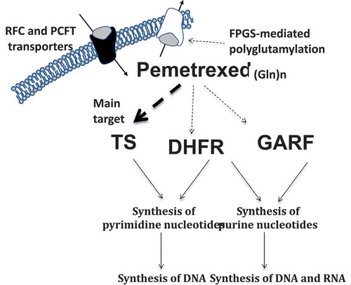 Figure 1. Key factors in the transport, activation, and activity of pemetrexed. Dashed lines denote inhibitory effect of drug/metabolites on cellular enzymes/transporters. Abbreviations. DHFR: Dihydrofolate reductase; FPGS: Folylpolyglutamate synthetase; GARFT: Glycinamide ribonucleotide formyl transferase; Gln: Polyglutamate; PCFT: Proton-coupled folate transporter; RFC: Reduced folate carrier; TS: thymidylate synthase.