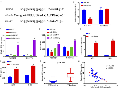 Figure 4 IGF2 was a direct target gene of miR-98-5p. (A) The predicted binding sites between IGF2 3′ UTR and miR-98-5p. (B) The interaction between IGF2 and miR-98-5p in 293T cells was determined by dual-luciferase reporter assay. (C–F) IGF2 expression was determined by qRT-PCR and ELISA. (G) QRT-PCR assay was used for IGF2 level in PTX-sensitive and PTX-resistant NSCLC tissues. (H) Spearman correlation coefficient analysis estimated the correlation between IGF2 and miR-98-5p in PTX-resistant tumor tissues. *p < 0.05.