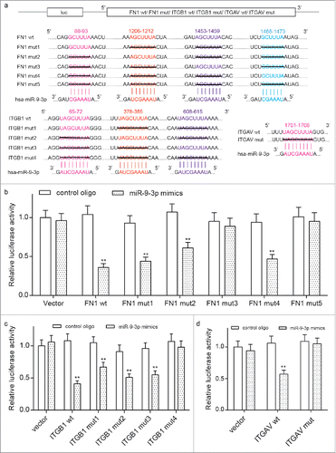 Figure 5. The target relationship among miR-9–3p, FN1, ITGB1 and ITGAV. (A) The reporting plasmids carrying wild type or mutant FN1, ITGB1 and ITGAV were designed according the predicted target sites provided by TargetScan database. Sequences under black lines were delated in mutant cDNAs. (B-D) Transient co-transfections were performed in HEK 293T cells with one of the plasmid and either miR-9–3p mimics or control oligo. The reduction on relative luciferase activity in wild type or poorly conserved sequence compared with the all-site-mutant group confirmed the target relationship among miR-9–3p, FN1, ITGB1 and ITGAV. All data was presented as Mean ± SD from 3 independent experiments. **, ## and and& represents P < 0.05 compared with relative control group.