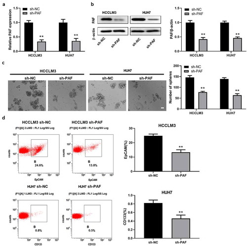 Figure 3. PAF knockdown significantly impairs self-renewal ability of liver CSCs