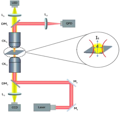 Scheme 1. Setup of the optical tweezers: OL1, OL2, objective lenses; L1, L2, L3, lenses; M1, M2, mirrors; DM1, DM2, dichroic mirrors; CCD, charge-coupled device; QPD, quadrant photodiode; d and Ic are the diameter and the confocal length of the excitation beam.