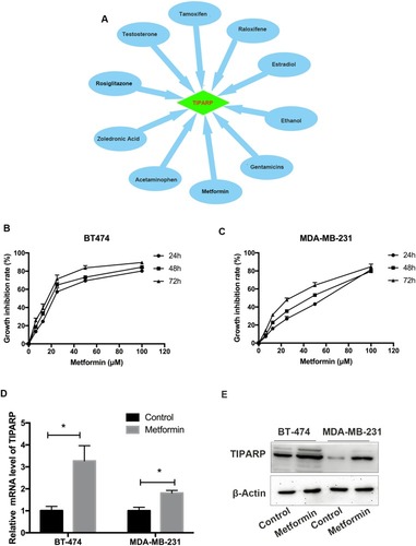 Figure 8 TIPARP acting as a target of several drugs. (A) 10 common drugs improved the mRNA expression of TIPARP according to CTD. (B and C) Metformin showed growth inhibition in BT-474 and MDA-MB-231 breast cancer cell lines in both dose-dependent and time-dependent manners. (D) Metformin increased the mRNA expression of TIPARP in both two breast cancer cell lines. The data are represented as mean ± SD of three independent experiments. * Indicates P-value <0.05. (E) Metformin increased the protein expression of TIPARP in both two breast cancer cell lines.