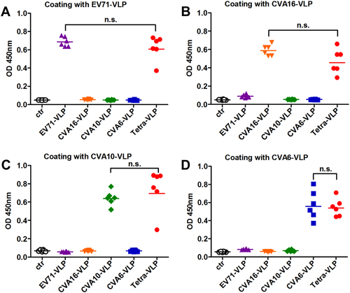Fig. 3 Serum antibody responses elicited by immunization with VLPs.Groups of six BALB/c mice were immunized with the control antigen (ctr), EV71-VLP, CVA16-VLP, CVA10-VLP, CVA6-VLP, or the tetravalent VLP (VLPs of EV71, CVA16, CVA10, and CVA6; termed Tetra-VLP). Serum samples were harvested from each mouse two weeks after final immunization, diluted 1:1000, and then analyzed for antigen-specific IgG antibodies by ELIZA using a EV71-VLP, b CVA16-VLP, c CVA10-VLP, and d CVA6-VLP as capture antigens. Each symbol represents a mouse, and the solid line indicates the geometric mean value of the group. Statistical significance was determined by a two-tailed Student’s t-test and is indicated as follows: n.s., no significant difference (P ≥ 0.05); *P < 0.05; **P < 0.01; and ***P < 0.001