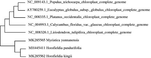 Figure 1. Maximum-likelihood phylogenetic tree of H. kingii with 7 species based on complete chloroplast genome sequences. The gene’s accession number is list in figure and the data of H. pandurifolia and M. yunnanensis come from author.