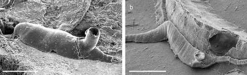 Figure 2. Aetea spp. (a, b). Adnate portion of zooids. Scale: (a), (b) 200 µm.