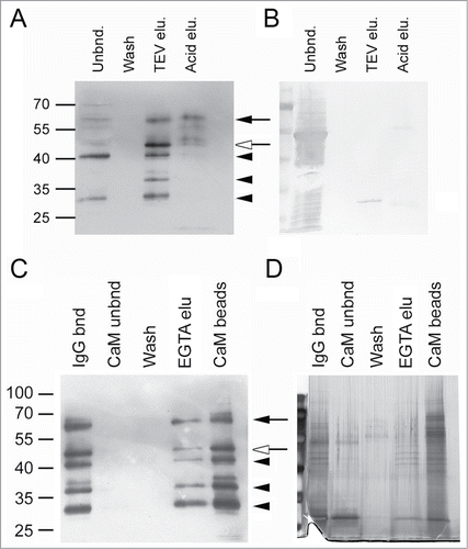 Figure 5. TAP-tag purification of TGA2 from seedlings grown in liquid medium. (A) Immunoblot analysis of TGA2 using the αTGA2-C antiserum. TAP-tagged TGA2 was bound to IgG-sepharose for 90 min at 20°C. The resin was washed with Tris-saline Tween 20. Tobacco etch virus (TEV) protease was used to cleave off the IgG-binding domain. Any remaining TGA2 was eluted with 0.5 M acetic acid, pH 3.4 (see Materials and Methods for details). Molecular weight markers are indicated on the left. The black arrow indicates TAP-tagged TGA2, the white arrow indicates TEV-cleaved tagged TGA2 and black arrowheads indicate putative degradation products. (B) Coomassie staining of the immunoblot shown to the left. Note that the 27 kDa band represents TEV protease. The bands in the lane of the acid elution step likely represent large and small IgG subunits. (C) Immunoblot analysis of TGA2; second purification step using calmodulin (CaM) affinity resin. TGA2 was bound to CaM affinity resin for 90 min at 20°C, washed with CaM binding buffer (see Materials and Methods), and eluted with 5 mM EGTA. Proteins remaining on the column after this elution were released by boiling in SDS sample buffer (CaM beads). Molecular weight markers, arrows and arrowheads are as indicated above. (D) Silver staining of a gel containing fractions collected during CaM purification.