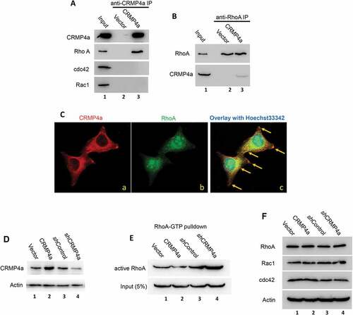 Figure 3. CRMP4a interacts with RhoA but not cdc42 or Rac1. A. Exponentially grown PC-3 stable subline cells as indicated were harvested for immunoprecipitation assay with anti-CRMP4a antibody (sc-100323) and the elutes were subjected to western blot with Rho family proteins as indicated. Whole cell protein lysates from CRMP4a overexpressing subline cells were used as protein input control. B. Similarly, immunoprecipitation was conducted with anti-RhoA antibody (sc-418) and the elutes were subjected to western blot with anti-CRMP4a antibody. C. PC-3 cells plated on coverslips were used for immunocytofluorescent staining with anti-CRMP4a antibody (Proteintech #13661–1-AP) or anti-RhoA (sc-418) antibody. Antibody visualization was carried out using AlexaFluor®488 or AlexaFluor®488, respectively, respectively. Cell nuclei were counterstained with Hoechst33342. Yellow arrows indicate spots with co-localization of CRMP4a and RhoA. D. PC-3 cells stably infected with lentiviruses harboring control vector, CRMP4a expression constructs or shRNA constructs were harvested for confirming the efficiency of CRMP4a expression by western blot assay. Actin blot served as protein loading control. E. PC-3 cells stably infected with lentiviruses as indicated were harvested for RhoA activation assay with Rhotekin RBD agarose beads. The eluted RhoA proteins were evaluated in western blot assay. Equal amount of whole cellular proteins from each subline was used as protein loading control. F. Exponentially grown PC-3 cells stably infected with lentiviruses as indicated were lysed in RIPA buffer for western blots. Expression of Rho family proteins were analyzed with anti-antibodies as indicated. Actin blot was included as an endogenous protein loading control.