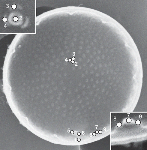 Fig. 2. Landmarks for geometric morphometrics, shown on the interior of the valve face of Stephanodiscus triporus. See text for explanation.