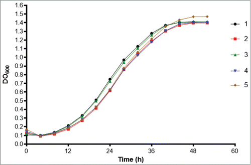 Figure 5. Growth curves of the 5 isolates in BHI medium (Bioscreen C Analyzer).