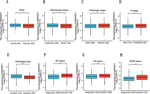 Figure 2 (A–H) GNPNAT1 expression level in Race, Menopause status, Pathological stage, N stage, Histological type, ER status, PR status, and HER2 status based on different clinical features. *P<0.05, **p<0.01, ***p<0.001.