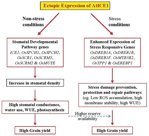 Figure 8. Probable pathways of yield improvement and stress tolerance of AtICE1 transgenic rice lines