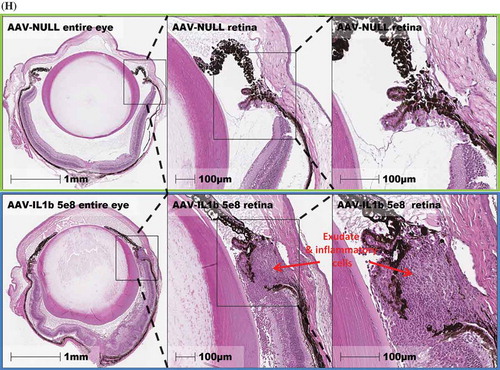 Figure 3d. (Continued).