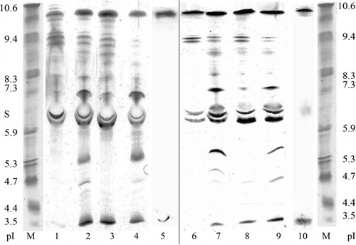 Figure 4. Isoelectric patterns of isoperoxidases isolated from wheat calli after 10 days infection with bunt T. caries (1–4) and smut U. tritici (6–9) agents: 1, 6 – MS medium; 2, 7 – MS medium+spores of T. caries or U. tritici; 3, 8 – MS medium+SA; 4, 9 – MS medium+SA+spores of T. caries or U tritici; 5, 10 – wheat isoperoxidases sorbing on fungi mycelium of T. caries or U. tritici.