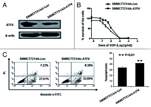 Figure 3. Knockdown of ATF4 increases the cytotoxicity of cisplatin in the SMMC7721 cell line. (A) Western blot analysis of ATF4 expression in SMMC7721 stable transfectants. (B) Knockdown of ATF4 confers cisplatin sensitivity on SMMC7721 cell line. ATF4 knockdown cells (SMMC7721/sh-ATF4) and control cells (SMMC7721/sh-Luc) were exposed to various concentrations of cisplatin. After 72 h incubation, cell survival was analyzed with a WST-1 assay. (C) Cisplatin-induced apoptosis is increased in ATF4 knockdown cells. SMMC7721/sh-ATF4 and SMMC7721/sh-Luc cells were treated with cisplatin (25 μg/ml) for 24 h, these cells were then stained with AnnexinV-FITC and PI and analyzed by flow cytometry. All error bars are indicated as SD.