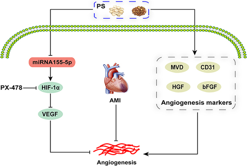 Figure 8 PS enhances angiogenesis by regulating the miR-155-5p/HIF-1α/VEGF axis in acute myocardial infarction.