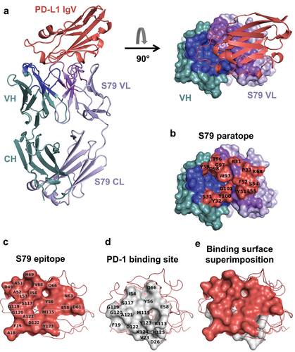 Figure 4. Structural basis for blocking the PD-1/PD-L1 interaction by the anti-PD-L1 S79 fab.