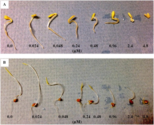 Figure 6. Effects of N-trans-cinnamoyltyramine on hypocotyl and root growth of cress (A) and barnyardgrass (B) seedlings following 48 hours of incubation at various concentrations.