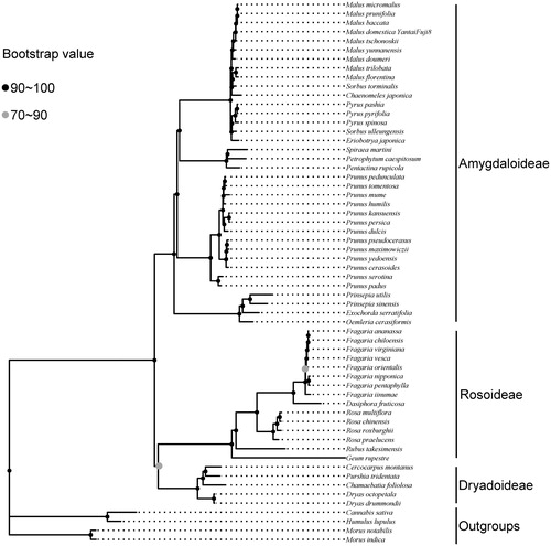 Figure 2. Phylogenetic tree based on 56 complete chloroplast genome sequences of Rosaceae with maximum likelihood (ML).