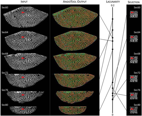 Figure 5. The AngioTool-derived lacunarity score is a compound measurement of configuration, size, and computations at the hymenophore margin. Lacunarity scores of MR images from different depths of one hymenophore (specimen Hk115825), from closest to the pileus surface (Sec60) to closest to the ground (Sec80). There is not a linear relation between lacunarity score and depth, despite a general conservation of the hymenophore configuration at the different depths (one example of a consistent feature is indicated by the red arrowhead). If the same region is measured for each depth (right-hand column), the lacunarity scores are essentially similar. Differences in lacunarity score of the total hymenophore (left-hand column) may then reflect size and computations at the margin of the hymenophore