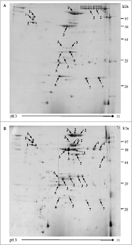 Figure 1. Two-dimensional gel electrophoresis proteome map of co-purified APV bulks. Separation and identification of proteins in co-purified APV bulk samples using 2-DE analysis followed by MALDI-TOF/TOF MS. Samples were resolved by IEF (pH 3–11) and 12.5% SDS-PAGE. Protein spots were visualized by colloidal Coomassie staining. The main stained spots were excised individually for identification. Protein spots are labeled as indicated in the legend for Table 1. (A) co-purified APV (S2) bulk, from manufacture 1; (B) co-purified APV (S3) bulk from manufacture 2.