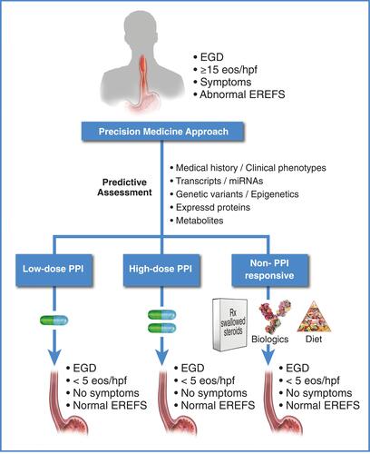 Figure 6 Therapy for eosinophilic esophagitis: framework for proposed future directions. Current research is focused on identifying a minimal set of non-invasive informative markers (transcriptomic,Citation27,Citation126,Citation215 genomic,Citation3 proteomic,Citation216 metabolomic, history, etc.) that predict how a patient will respond to PPIs for EoE. For a review of potentially informative non-invasive biomarkers that predict active EoE, see Votto et al.Citation217 Some of the biomarkers reviewed by Votto et al may also be informative for a PPI-responsive outcome when assessed prior to PPI therapy. Given this information, patients can potentially be identified as low-dose PPI responders, high-dose PPI responders, PPI non-responders, etc., prior to initiation of therapy, allowing selection of the appropriate therapy to achieve resolution of inflammation.