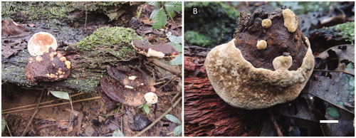 Figure 5. Basidiocarps of Fulvifomes tubogeneratus. A: basidiocarps imbricate; B: new fruit bodies generated from tube surface. Scales bar: 1 cm.