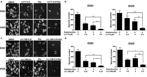 Figure 5. LLY17 or LLL12B combined with irradiation enhanced the inhibition of tumorsphere formation in human medulloblastoma cells. D283 and D425 cells were dissociated and plated in ultra-low attachment 6-wells at 10,000 cells/ml. Non-irradiated or irradiated (4 Gy) cells were treated with LLY17, LLL12B, or DMSO for 10 days. Cells with combination treatment were compared to cells with single treatment or with DMSO control. (a) Representative images of tumorspheres following LLY17 treatment without or with irradiation in D283 and D425 cells. (b) Quantiﬁcation of tumorsphere numbers in D283 and D425 cells following LLY17 treatment without or with irradiation. (c) Representative images of tumorspheres following LLL12B treatment without or with irradiation in D283 and D425 cells. (d) Quantiﬁcation of tumorsphere numbers in D283 and D425 cells following LLL12B treatment without or with irradiation. Experiments were performed in triplicate and data are presented as means ± SD. *P < .05, **P < .01, ***P < .001