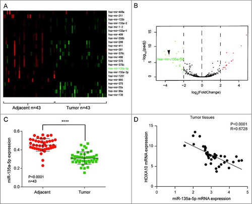 Figure 2. miR-135a-5p was under-expressed in HNSCC. (A) miR-135a-5p, which could target at HOXA10, was low expressed. (B) 23 miRNAs in tumor tissues were apparently low expressed. (C) miR-135a-5p was low expressed in tumor tissues than normal tissues (****P<0.0001, n = 43, compared with tumor adjacent group). (D) The expression of miR-135a-5p and HOXA10 was negatively correlated in HNSCC tissues (P<0.0001, R = 0.6728, n = 43).