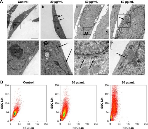 Figure 6 Analysis of nanomaterial uptake by cells.Notes: (A) TEM images of HaCaT cells treated with ZnO NPs at 20 and 50 μg/mL for 24 hours: (a) No ZnO NP was observed in the control cytoplasm and nucleus. (b) The aggregates of ZnO NPs were observed dispersedly in the cytoplasm (arrows), but not in the nucleus, after cells were treated with ZnO NPs for 24 hours. (c) The nucleus was surrounded by the aggregates of ZnO NPs (arrows), but no ZnO NP was observed in the other area of the cell. (d) The membrane of mitochondria was squeezed by ZnO NPs (arrows). Images e–h are the high-magnification images of the black boxed regions of images a–d. Scale bars: 5 μm in a and b, 1 μm in c and d, and 500 nm in e–h. (B) Flow cytometry analysis of nanoparticle uptake in HaCaT cells exposed to ZnO NPs for 24 hours. The SSC intensity representing granularity of a cell and the FSC representing the size of a cell were analyzed with flow cytometry. Nanomaterial uptake/surface adsorption is reflected by an increase in the SSC of cell populations.Abbreviations: TEM, transmission electron microscopy; ZnO NPs, zinc oxide nanoparticles; SSC, side scatter; FSC, forward scatter; N, nucleus.