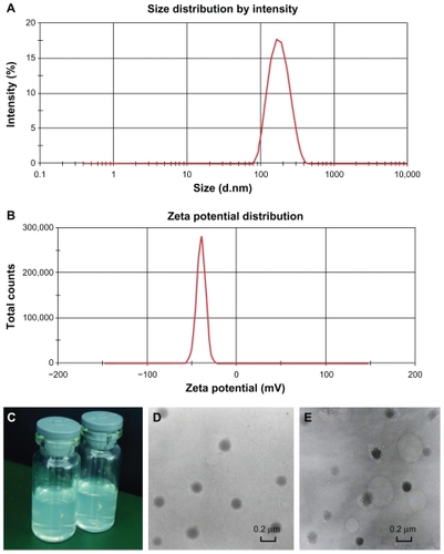 Figure 1 Characterization of nanoparticles. (A) Size distribution spectrum of DTIC-NPs – DR5 mAb determined by laser diffraction size detector. (B) Zeta potential of DTIC- NPs-DR5 mAb determined by laser diffraction zeta detector. (C) Image of the NPs dispersed in water or phosphate-buffered solution. (D and E) Morphology of DTIC-NPs and DTIC-NPs – DR5 mAb determined by TEM.Abbreviations: DTIC, dacarbazine; mAb, monoclonal antibody; NPs, nanoparticles; TEM, transmission electron microscopy.