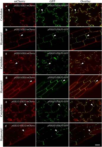 Figure 1. Subcellular localization of GSL5, GSL8, and GSL12 and their co-localization with PDLP5 at PD. Arabidopsis double transgenic plants expressing mCherry-tagged GSLs and GFP-tagged PDLP5 were examined under confocal microscope: GSL5 (a-b), GSL8 (c-d), and GSL12 (e-f). Cotyledons and hypocotyls of 2-week-old seedlings were used. Colocalization of PDLP5 with GSL5, GSL8 or GSL12 are indicated with white arrowheads. Scale bars = 40 µm.