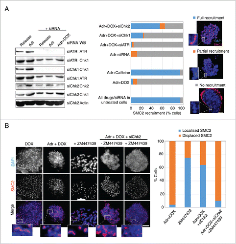 Figure 5. Inhibition of the ATM-Chk2 pathway restores SMC2 association with mitotic chromosomes. (A) Asynchronous HeLa Tet-ON Cdk1AF cells were transfected, respectively, with siRNA targeting Chk1, Chk2, ATR, and control siRNA (targeting a non-relevant gene), or mock transfected 24 h prior to synchronisation as described in Figure 2D. The efficacy of various siRNAs are shown (left panel). Cells were trapped in mitosis using nocodazole, fixed and stained with anti-SMC2 and DAPI. The histogram shows SMC2 axial localization in damaged HeLa Tet-ON Cdk1AF cells due to the knockdown of the targeted protein (central panel). Representative immunofluorescence micrographs illustrating different degrees of recruitment are shown in right panel. Scale bar represents 5 μm. Insert shows zoom-in of individual chromosomes. Three independent experiments were performed with similar results and data is shown for one experiment. 200∼400 cells were counted for each condition. Downregulation of respective proteins was confirmed by Western blotting analysis (left panel). Actin for siChk2 experiment was used as loading control. (B) Asynchronous HeLa Tet-ON Cdk1AF cells were transfected with siRNA targeting Chk2 24 h prior to synchronisation as described in Figure 2D, treated with or without specific inhibitor to Aurora B (ZM447439) 4 h after release from thymidine in the presence of Adr and DOX as described in Figure 1B. The histogram shows SMC2 axial localization in damaged HeLa Tet-ON Cdk1AF cells (right panel). Representative immunofluorescence micrographs illustrate that the Aurora B inhibitor (ZM447439) abrogates siRNA Chk2 mediated-recruitment of SMC2 localization (left panel). Scale bar represents 5 μm. Insert shows zoom-in of individual chromosomes.