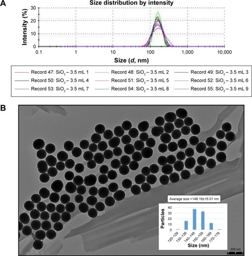 Figure 1 Characterization of SiNPs.Notes: (A) DLS size distribution with an average diameter of ~153.8 nm. (B) TEM images showed the SiNPs in near-spherical shape with well dispersibility with an average diameter of ~148.18 nm.Abbreviations: DLS, dynamic light scattering; SiNPs, silica nanoparticles.