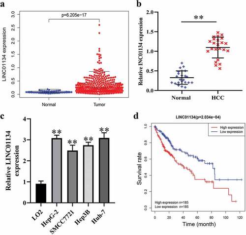 Figure 1. LINC01134 is aberrantly upregulated in HCC tissues and predicts unfavorable prognosis of patients.