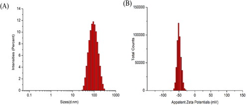 Figure 8. Particle size (A) and zeta potential (B) distribution of APT-IE