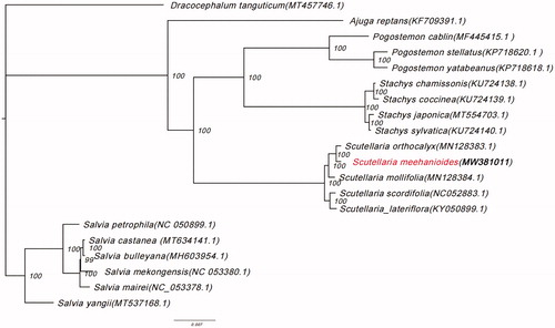 Figure 1. Phylogenetic tree showing the relationship between Scutellaria meehanioides and 19 Lamiaceae species. Phylogenetic tree was constructed based on the complete chloroplast genomes using maximum likelihood (ML) with 5000 bootstrap replicates. Numbers in each node indicate the bootstrap support values.