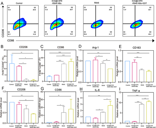 Figure 3 In vitro repolarization of M2 macrophages. (A) Flow cytometry and (B and C) quantitative analysis of M1 macrophages and M2 macrophages by CD86 marker and CD206 marker. (D–I) Relative expressions mRNA in M2 macrophages (Arg-1, CD163 and CD206) and M1 (CD86, IL-6 and TNF-α) as evaluated by qRT-PCR (n=3 biologically independent experiments). The data represent mean ± SD, one-way ANOVA, *P < 0.05, **P < 0.01, ***P < 0.001, ****P < 0.0001.