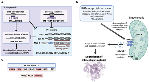 Figure 1. BCL-2 family and intrinsic (mitochondrial) apoptosis. (A) Mitochondrial outer membrane permeabilisation (MOMP) is controlled by protein–protein interactions between members of the BCL-2 family. (B) Intrinsic apoptosis is initiated by internal or external stress stimuli such as DNA damage, oncogene activation or cytokine deprivation. These events activate intracellular signalling pathways which manifest by altering the balance of pro-apoptotic and pro-survival BCL-2 family proteins. In response to sufficiently toxic stress stimuli, pro-apoptotic BCL-2 family proteins are activated and overwhelm pro-survival proteins to liberate BAX/BAK, which initiates MOMP and the release of intermembrane space (IMS) proteins into the cytosol to activate apoptosome formation, caspase activation and degradation of intracellular material. (C) Members of the BCL-2 family of proteins bind to each other with highly selective affinity, and the electropositive surface within the BH3 binding groove of MCL-1 mediates strong affinity for the BH3-only proteins PUMA, BIM, and NOXA, but not BAD.