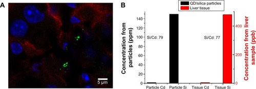 Figure 9 Confocal fluorescent microscopy and elemental analysis of QD/silica particles in liver tissue.Notes: (A) Quantum dots/silica particles in liver tissue section. Mice were administered quantum dots/silica particles orally every 24 hours for 4 days, and organs were harvested 3 hours after the final administration. Confocal microscopy of frozen liver tissue section is shown. Sections were stained with 4′,6′-diamidino-2-phenylindole (cell nuclei; blue) and E-cadherin (junctions between epithelial cells; red). Quantum dots/silica particles are green. (B) Inductively coupled plasma mass spectrometry measurements of Cd and Si concentration from a solution of quantum dots/silica particles (black) and from a liver tissue sample (red). Si was measured at a resolving power (R=m/Δm) of 300, whereas Cd was measured at a resolving power of 4,000.Abbreviation: QD, quantum dots.