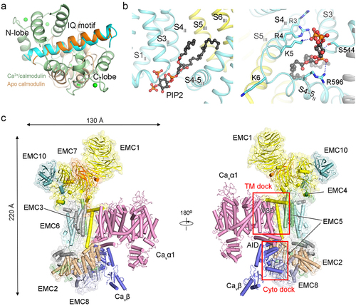 Figure 5. Structural basis for Cav channels modulated by endogenous components. (a) different binding modes of the Cav IQ motif (cyan and orange cartoon) with Ca2+/calmodulin (palegreen, PDB: 2BE6) or with apo calmodulin (wheat, PDB: 6CTB). Green spheres indicate Ca2+ ions. (b) binding details of PIP2 in the Cav2.2 structure (PDB: 7MIY). Left: the PIP2 molecule is coordinated at the interface between down VSDII and PD. right: the PIP2 molecule is coordinated with the polar residues in Cav2.2. Hydrogen bond interactions are shown as blue dashes. (c) structure of the EMC chaperone-Cav assembly intermediate. The EMC – Cav is an approximately 0.6 MDa complex with dimensions of about 220 Å normal to the membrane plane and around 100 Å × 130 Å parallel to the membrane plane (PDB: 8EOI). EMC1–8 and 10, and the α1 and β3 subunits of Cav1.2 are shown. The EMC extensively interacts with the α1 and β3 at the transmembrane (TM dock) and cytosolic regions (cyto dock).
